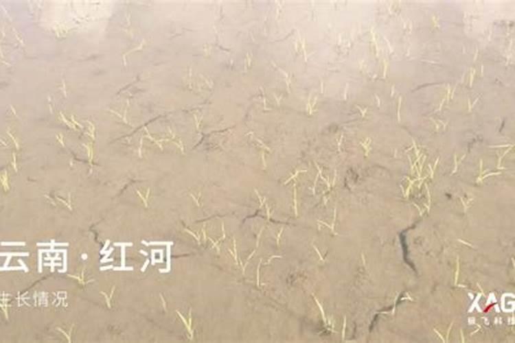 红薯插苗之后就可以不管了吗？怎么提高红薯的产量？