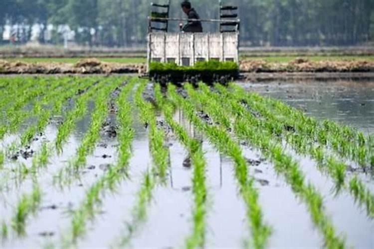 种红薯什么时间施肥利于生长 种红薯什么时候施肥