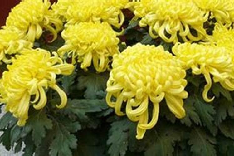 4个月了水肥应该如何解决呢？