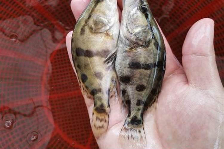 八月柑橘用什么肥料最好