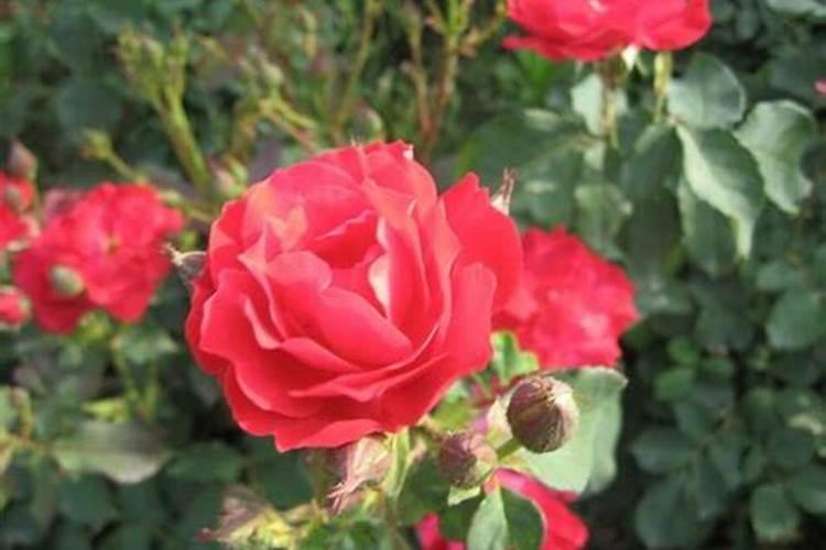 黄瓜座果期打什么叶面肥长的快？黄瓜保花保果使用的肥料？