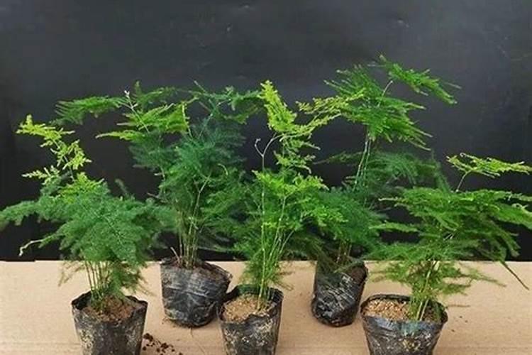 果树缺钙用什么肥料最适合(果树需补什么钙肥最好)