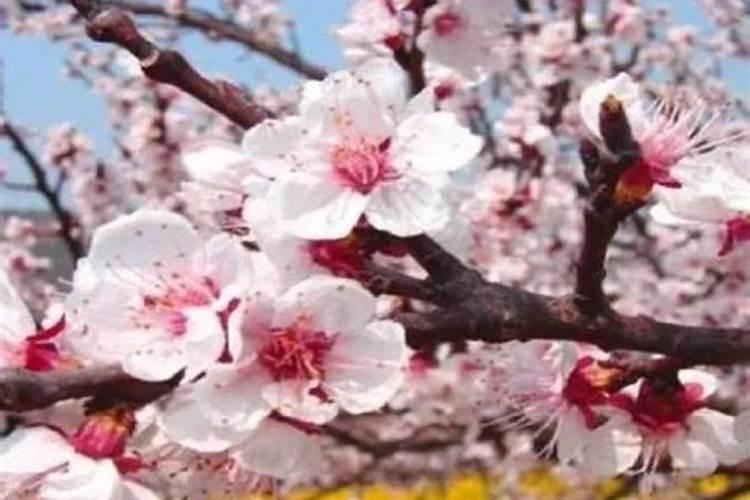 花椒树什么时候剪枝合适