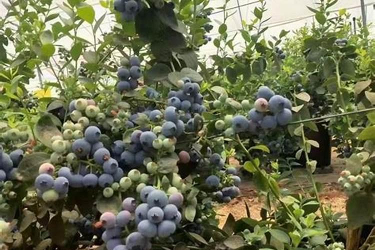 试管用药知多少——试管助孕常用药物指南