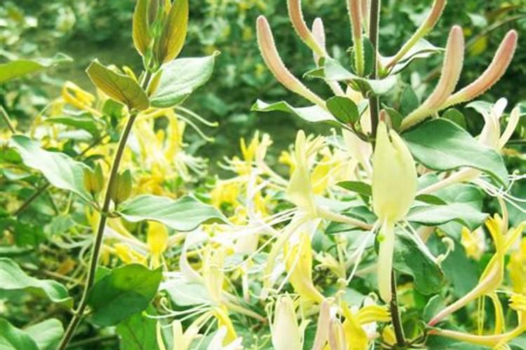 君子兰开花时需要什么肥料