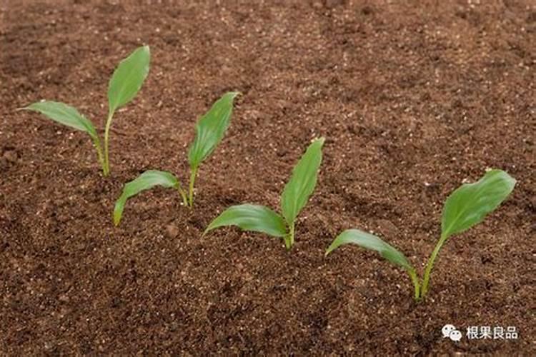 菜籽饼发酵肥水方法