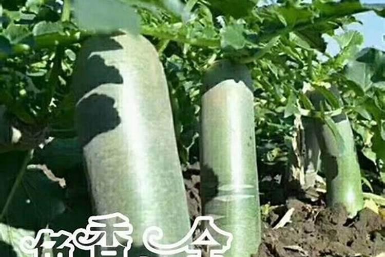 进口复合肥十大名牌