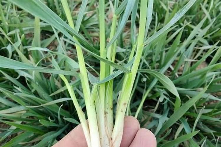 迎春花土里应加什么肥料