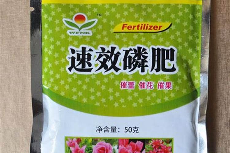 迎春花怎么施肥