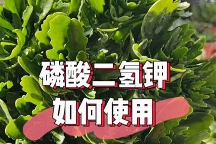 怎样简单辨别钾肥的真假与好坏？