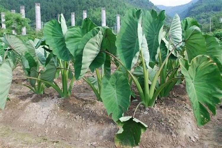 宁德水果批发市场搬到哪里了