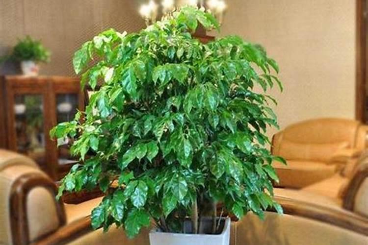 高温天气草莓苗冲什么肥料好呢