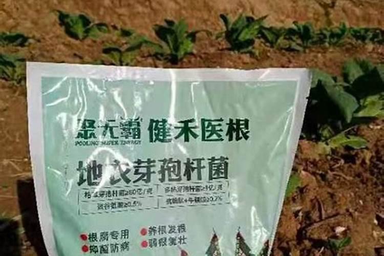 绣球花的叶子枯黄是什么原因？