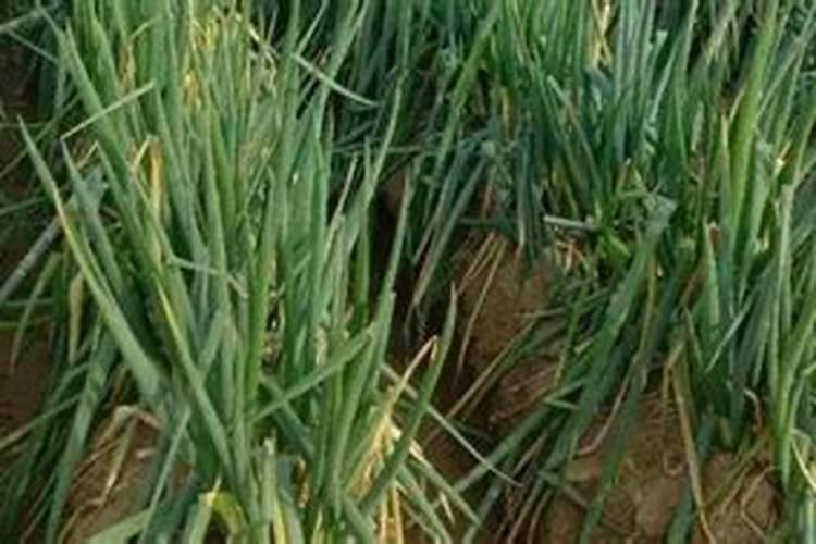 俄罗斯红钾肥可以浇菜吗