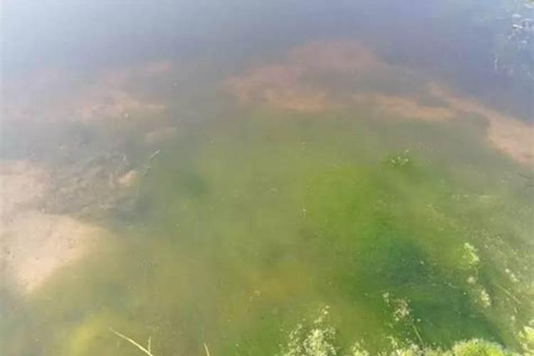 育苗大棚里的青苔怎样处理？