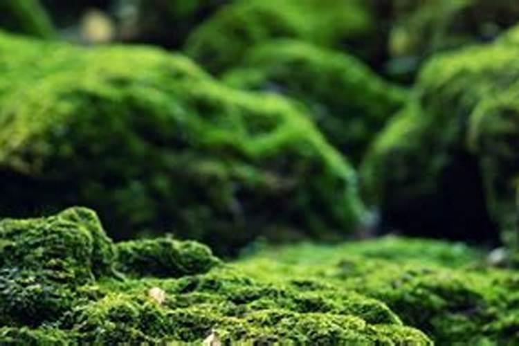 普通青苔可以放在兰花盆里吗？用青苔养兰花青苔上面可以放土吗