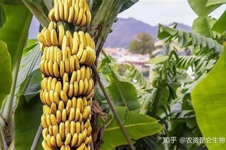 香蕉挂果的时候用什么肥料最好？