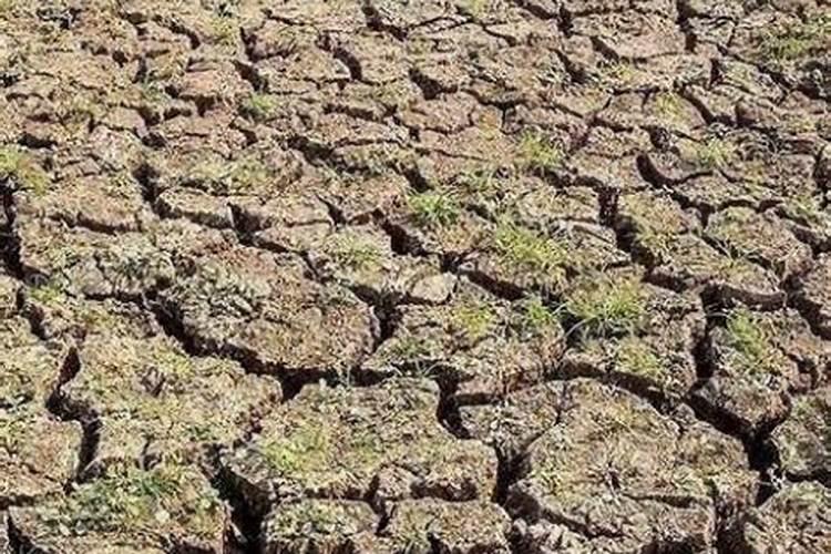 大蒜一亩地上多少肥料为合适