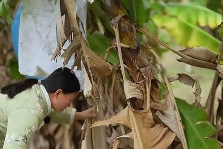 香蕉树最忌三种肥料