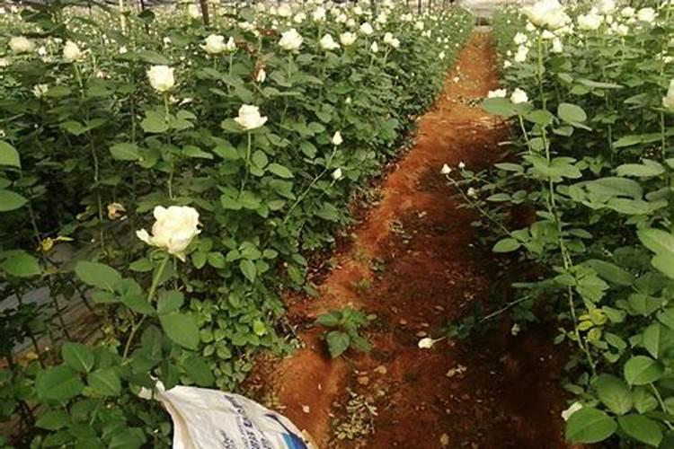 第一次种茄子,什么含量配比的氮磷钾冲施肥最合适？