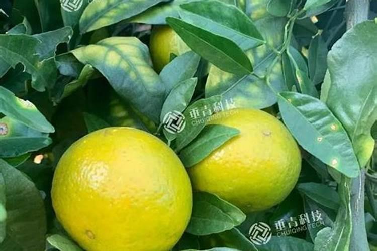 桔子树怎样施肥 桔子树的施肥技巧