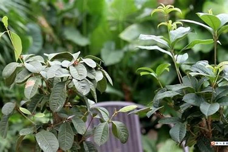 火龙果专用肥料