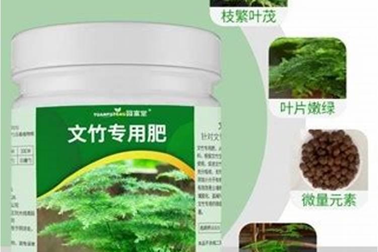 文竹肥料可以养幸福树吗？