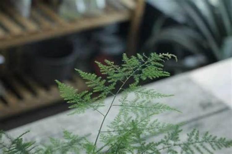 水裁文竹可以上水草液肥吗？