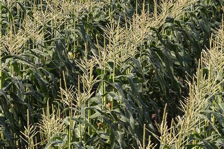 阳光玫瑰小苗的幼苗期可以用大量元素水溶肥吗？