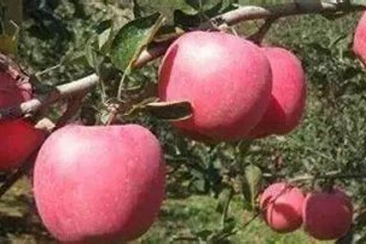 豆角开花期打什么叶面肥