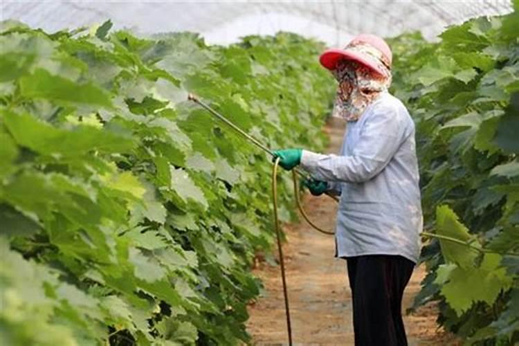 苹果专用叶面肥哪种好？叶面肥什么时候用好？叶面肥用根小子!