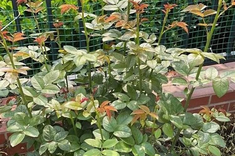 苹果树喷什么叶面肥好