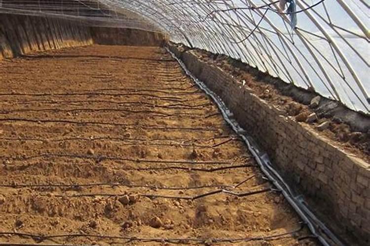 米兰花枝叶稀少怎么办？如何让米兰花枝叶茂盛？