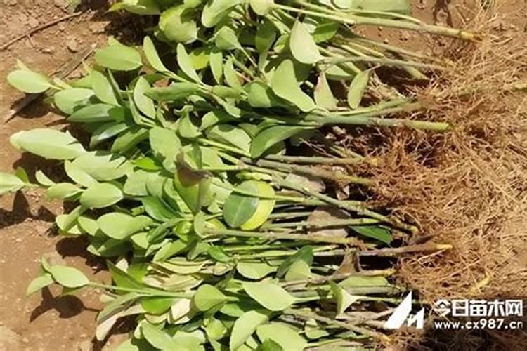 冷棚西红柿上午浇好水下午能打药吗？