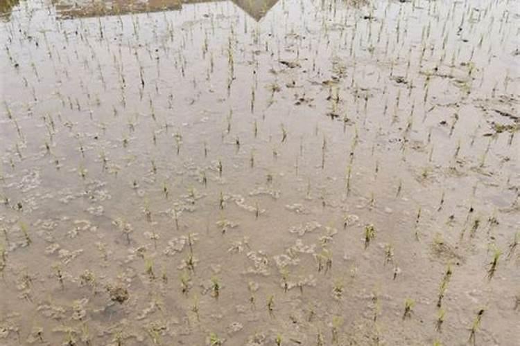 葡萄补钙后仍然缺钙原因(给葡萄补钙什么钙肥最好)