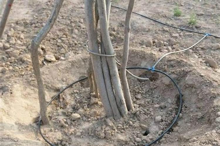 叶面肥钙和硼能混合使用吗