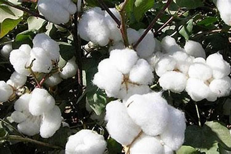 哪些肥料是氮肥