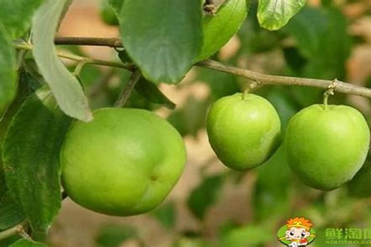 硝酸铵钙有膨果作用吗