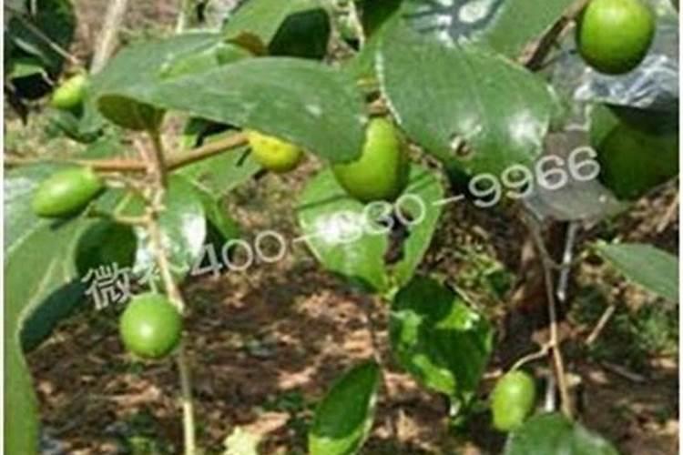 大青枣膨果期喷氨基酸水溶肥可以吗