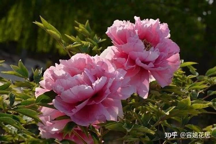 粉龙月季怎么养殖方法