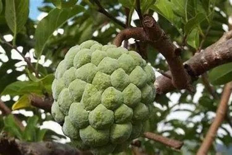 尿素怎么给多肉施肥