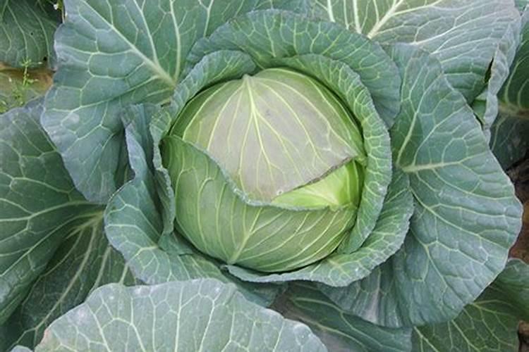 为什么夏天种植辣椒要补硼？硼有什么用？