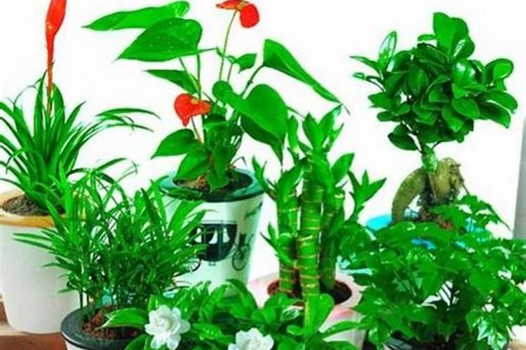 养花用这几种肥料最好