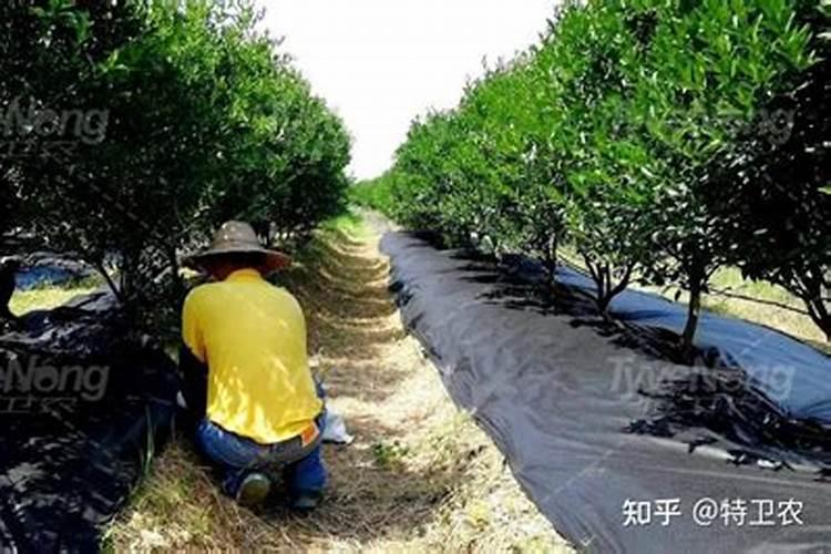 玉米钾肥的正确使用方法