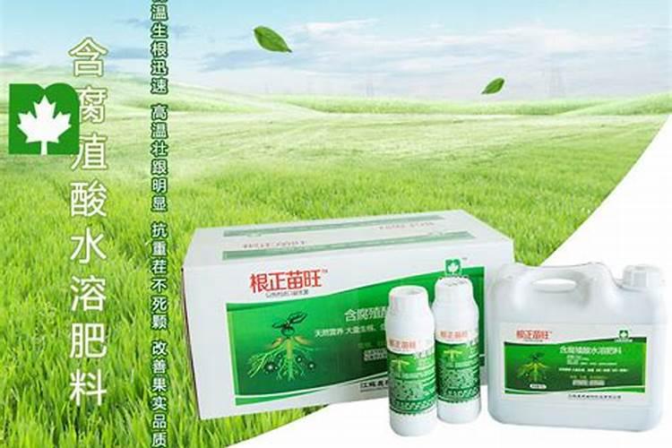 剪股颖草坪草种草籽种植方法技巧