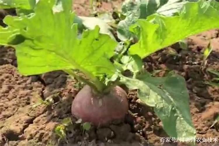 种的萝卜苗追什么肥比较好(种萝卜应该施加什么肥料)