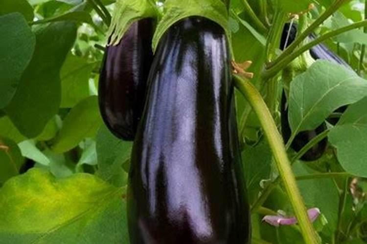 茄子移栽后几天施肥