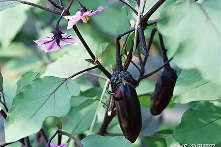 茄子移栽后多久可以施肥