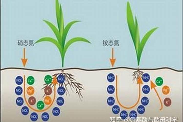 氮肥损失途径有哪些