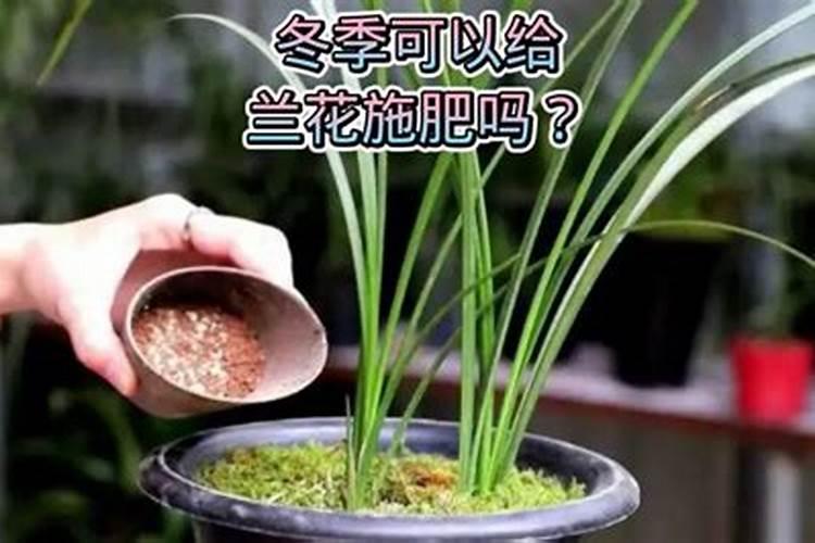 兰花冬天怎么施肥,施什么肥最好